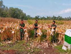 Tingkatkan Ketahanan Pangan Anggota Koramil Jungkat dan Warga Tanam Jagung