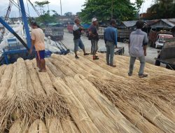 Penyelundupan Rotan di Wilayah Perairan Marak, Pemerintah Harus Perketat Pengawasan di Pelabuhan Tikus