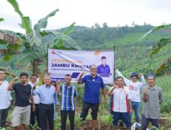 Bangun Ekosistem Pertanian, Ayep Zaki Kembali Tanam Pohon Jambu Kristal di Cibadak Sukabumi