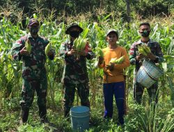Satgas Pamtas Yonif Mekanis 643/Wns Panen Jagung Bersama Warga di Perbatasan