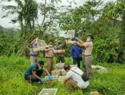 Lakukan Sweeping, Pos Kotis Satgas Pamtas Yonif Mekanis 643/Wns Amankan Ratusan Satwa Liar Ilegal