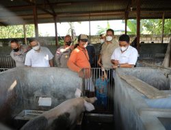 Tambah Wawasan Anggota Satgas Binmas Noken, Tim Supervisi dan Asistensi&nbsp; Satgas Binmas Noken Sambangi Peternak Babi