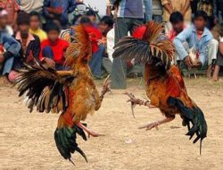Maraknya Aktivitas Judi Sabung Ayam di Simpang Selalai Telah Melanggar Pasal 303 KUHP dan Pasal 93 UU Nomor 6 Tahun 2018 Tentang Karantina Kesehatan