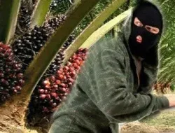 Pencurian Bibit Sawit Marak Terjadi, Tapi Pelakunya Jarang Terungkap