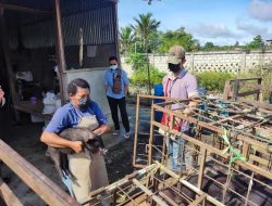 Satgas Ops Damai Cartenz Bantu 30 Ekor Bibit Babi untuk Masyarakat Yahukimo