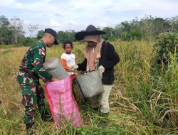 Dukung Ketahanan Pangan, Satgas Pamtas Yonif Mekanis 643/Wns Panen Padi Bersama Masyarakat Perbatasan