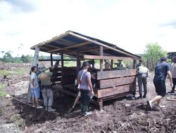 Melalui Program Kasuari, Satgasres Binmas NODC 2022 Bantu Wujudkan Pembangunan Kandang Babi Milik Onagen Wjangge di Distrik Nduga