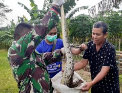 Anggota TNI AD Kodam III/Siliwangi Amankan Ular Piton Berukuran 2 Meter di Pemukiman Warga