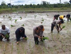 Kapolres Yahukimo Pimpin Program Kasuari Penanaman Bibit Padi di Kampung Moruku