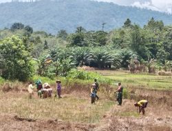Berpuasa Ramadhan Tak Surutkan Semangat Babinsa Koramil Pinyuh Bantu Petani di Wilayahnya