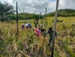 Jaga Ketahanan Pangan Anggota Satgas Bantu Warga Panen Padi Darat di Perbatasan