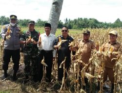 Tingkatkan Ketahanan Pangan Desa Wajok Hilir, Danramil Jongkat Ikut Panen Jagung Bersama Wakil Bupati Mempawah