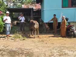 Bentuk Kepedulian, PT ASP Serahkan Sapi Kurban ke Warga Desa Penyeladi