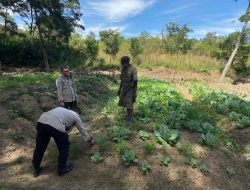 Cek Lahan Pertanian Sayur di Kampung Parema Distrik Wesaput, Satgasres Binmas Noken ODC-2022 Jaya Wijaya Kembangkan Program Kasuari