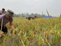 Buktikan Hasil Program Kasuari, Satgasres Binmas Noken Ops Damai Cartenz-2022 Wilayah Yahukimo Lakukan Panen Padi