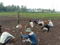 Dukung Program Ketahanan Pangan, Babinsa Wajok Hilir Lakukan Gotong Royong Penyiapan Lahan dan Penyuluhan