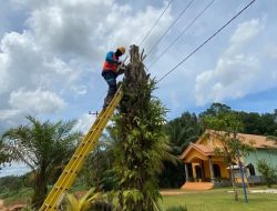 Tekan Potensi Gangguan pada Jaringan Listrik, PLN UP3 Ketapang Rutin Lakukan Pemeliharaan