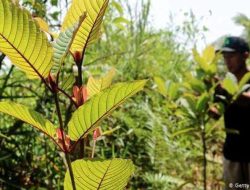 Sutarmidji: Alhamdulillah, Masalah Kratom Ada Titik Terang