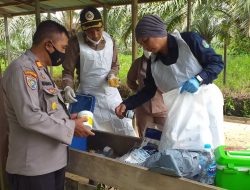 Cegah PMK, Polres Sekadau Dampingi Vaksinasi dan Pemberian Vitamin Hewan Ternak