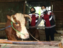 Antisipasi Penyebaran PMK, Satgas Ops Aman Nusa II Polda Kalbar Rutin Semprotkan Disinfektan
