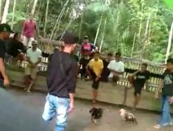 FW & LSM Kalbar Indonesia Sesalkan&nbsp; Pelaku Judi Kelang Ayam Tidak Ada Efek Jera