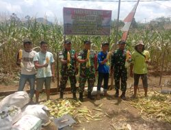 Satgas Pamtas RI-MLY Yonif 645/GTY Bersama Kelompok Tani Binaan Panen Raya Jagung