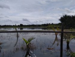Akibat Normalisasi Asal-asalan, Banyak Ternak dan Tanaman Warga Desa Ambawang Mati Akibat Banjir, Pemkab KKR Diminta Jangan Diam!