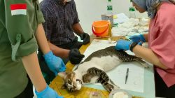 Disbunak Sanggau Sterillisasi Kucing dan Anjing Peliharaan di Kecamatan Tayan Hulu
