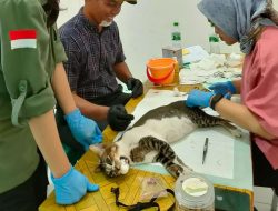 Disbunak Sanggau Sterillisasi Kucing dan Anjing Peliharaan di Kecamatan Tayan Hulu