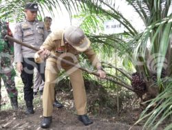 Pj. Bupati Sanggau Hadiri Panen Perdana Peremajaan Sawit Rakyat di Kecamatan Parindu
