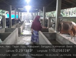 Jelang Hari Raya Idul Adha 2024, Disbunak Sanggau Lakukan Pemeriksaan Hewan Qurban