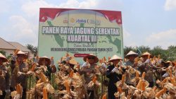69 Hektare Jagung Dipanen Serentak di Kalbar, Produksi Tembus 196 Ton