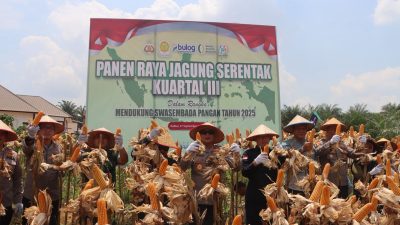 69 Hektare Jagung Dipanen Serentak di Kalbar, Produksi Tembus 196 Ton