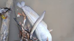 Kolam limbah pabrik CPO PT Mitra Karya Sentosa (PT MKS) jebol, mencemari sungai hingga ikan mati. Manajemen mangkir konfirmasi. Simak fakta lengkap kasus PT Mitra Karya Sentosa (PT MKS) Sentosa yang beroperasi di bawah standar RSPO.