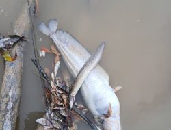 VIRAL!! Limbah Hitam PT Mitra Karya Sentosa (PT MKS) Cemari Sungai, Pabrik Sawit Kabur Tanggung Jawab