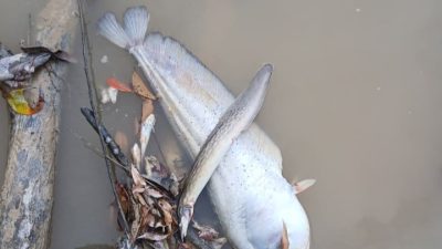 Kolam limbah pabrik CPO PT Mitra Karya Sentosa (PT MKS) jebol, mencemari sungai hingga ikan mati. Manajemen mangkir konfirmasi. Simak fakta lengkap kasus PT Mitra Karya Sentosa (PT MKS) Sentosa yang beroperasi di bawah standar RSPO.