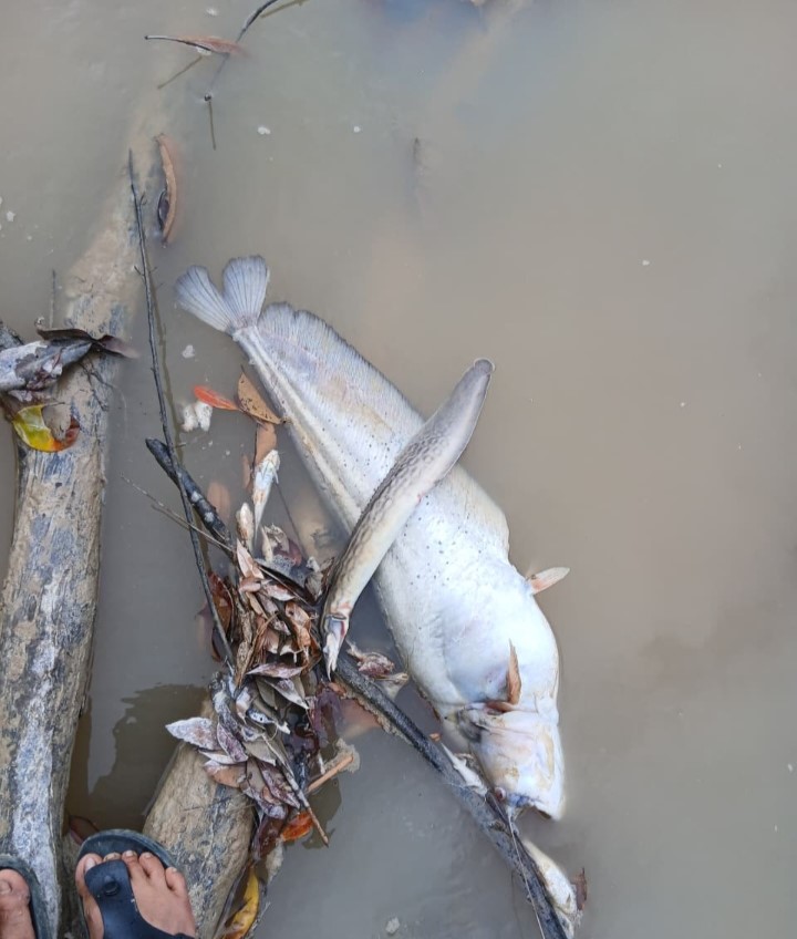 Kolam limbah pabrik CPO PT Mitra Karya Sentosa (PT MKS) jebol, mencemari sungai hingga ikan mati. Manajemen mangkir konfirmasi. Simak fakta lengkap kasus PT Mitra Karya Sentosa (PT MKS) Sentosa yang beroperasi di bawah standar RSPO.