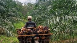 PTPN IV Regional V Jelaskan Selisih Harga TBS di Kalbar