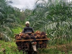 PTPN IV Regional V Jelaskan Selisih Harga TBS di Kalbar