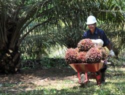 PTPN IV Regional V Jelaskan Selisih Harga TBS di Kalbar