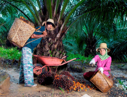 Jaga Keberlanjutan Industri, PTPN Group melalui PalmCo Dampingi Peremajaan 49 Ribu Hektare Kebun Rakyat