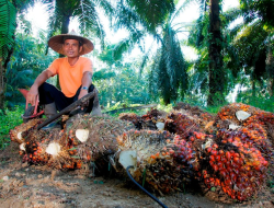 Dukung Akselerasi Target Nasional, PTPN Group melalui PTPN IV PalmCo Konsisten Jalankan Kemitraan Murni dan Serap TBS Program PSR