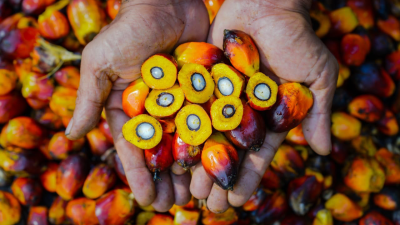PTPN Group melalui PalmCo Perkuat Ketertelusuran dan Mutu CPO