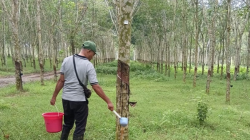 PT RPN, Anak Usaha Holding Perkebunan Nusantara Perkuat Pengendalian Penyakit Gugur Daun Karet Berbasis Riset