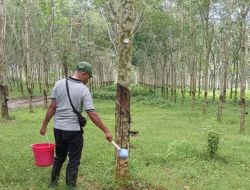 PT RPN, Anak Usaha Holding Perkebunan Nusantara Perkuat Pengendalian Penyakit Gugur Daun Karet Berbasis Riset