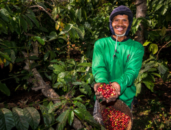 Kebun Kopi Ijen, Warisan yang Terus Menghidupi
