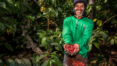 Kebun Kopi Ijen, Warisan yang Terus Menghidupi